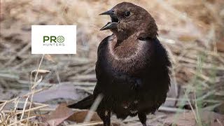 Brown Headed Cowbird Sound Bird Call for Pro Hunters [upl. by Colby]