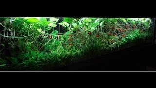 380G Heavily Planted Tank [upl. by Brian]