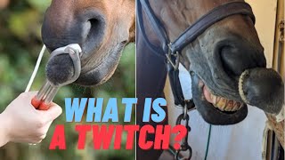 What is a Lip Twitch Methods of Restraint for Horses [upl. by Gervais]