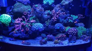 Reef tank 120L 03122023 [upl. by Noj]