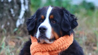 A typical day for a Bernese Mountain Dog [upl. by Asiluj723]