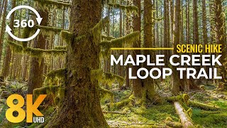 8K Maple Creek Loop Trail  360˚ Virtual Scenic Hike in Autumn Forest  Fall Colors amp Nature Sounds [upl. by Allenrad]