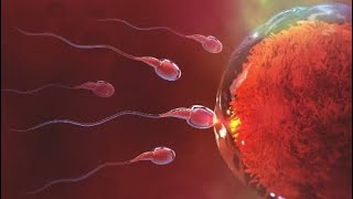 The Journey of Sperm and Egg  Pregnancy  The Fertilization Process  Conception Explained in 3d [upl. by Albarran]