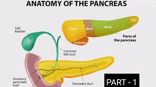 Pancreas Anatomy  neck and head ofpancreas anatomy  anatomy of pancreas relations  DrNY [upl. by Antoine]