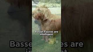 Basset Fauve de Bretagne from France dogs [upl. by Tortosa190]