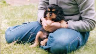 10 Hours of a Cavalier King Charles Spaniel Barking [upl. by Keiryt]