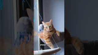 The Truth About Declawing Cats Why It’s More Harmful Than You Think cat facts catlover shorts [upl. by Malone]