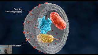 AUTOPHAGIE le mécanisme de lautophagie et sa régulation [upl. by Ynattir217]