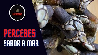 Pollicipes  Goose Bernacles  Percebes  Marisco de Luxo  como comer pedaços de Mar Cozinhómio [upl. by Redvers114]