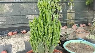 Opuntia monacantha complete information [upl. by Attela]