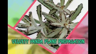 Succulent kalanchoe TomentosaPanda Plant Propagation [upl. by Filomena]