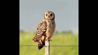 Short Eared Owl [upl. by Aneram677]