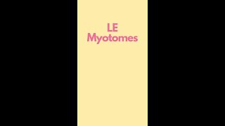 Myotomes of the Lower Extremity Visual Mnemonics [upl. by Ahsimac]