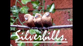 Silverbills [upl. by Ennaeus]