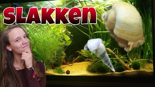 SLAKKEN in het AQUARIUM wat te doen met een SLAKKENPLAAGNickey [upl. by Lyrrehs528]