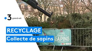 Des points de collecte pour le recyclage des sapins [upl. by Ahsienom]