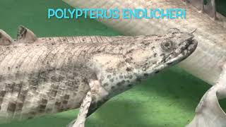 Polypterus endlicheri 4050cm [upl. by Tonye46]