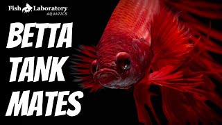 14 Best Tank Mates for Betta Fish 🐠 [upl. by Liu]