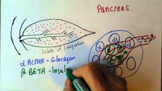 Endocrine 3 Pancreas insulin and glucagon [upl. by Cordelie]