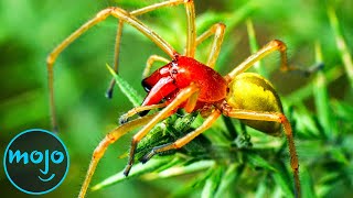 Top 10 Most Venomous Spiders On Earth [upl. by Eseer614]