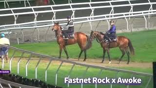 FASTNET ROCK x AWOKE 2yo colt first track gallop [upl. by Sumerlin561]