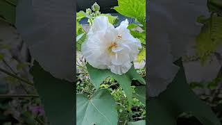 HIBISCUS MUTABILIS CHANGES ITS COLOUR nature gardenplants plants shorts flowerworld [upl. by Folger]