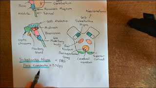 Parkinsons Disease and Antiparkinson Drugs Part 5 [upl. by Ludwigg]