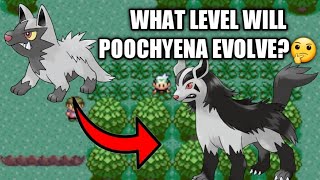 How to Evolve Poochyena to Mightyena on Pokemon RubySapphire and Emerald [upl. by Ymaj]