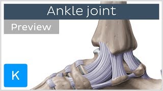 Ankle joint bones and ligaments preview  Human Anatomy  Kenhub [upl. by Ennaeed]