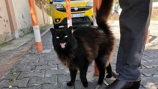 Twin beautiful fluffy black cats meow for food [upl. by Fiske]