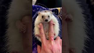 Hedgehog 🦔 766 shorts hedgehog stickyHedgehog cutehedgehogs hedgehoglove [upl. by Yaluz]