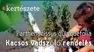 Vadszőlő rendelés  Parthenocissus quinquefolia  Kacsos vadszőlő [upl. by Galanti]