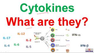 Cytokines and their classification [upl. by Ailekahs]