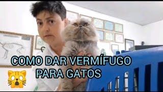 COMO DAR VERMÍFUGO PARA GATOS [upl. by Alonso515]