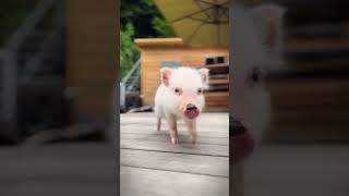 Funny Video 😅 Pig Diving and swimming 🥽 [upl. by Berny]