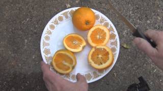 Squeezing Fresh Greenhouse grown Trovita Oranges [upl. by Lilas]