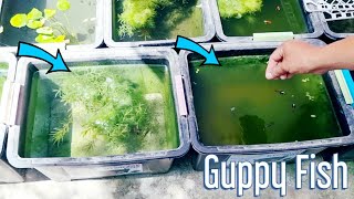 Natural Outdoor Guppy Fish Setup No Filter No Airpump Produce Massive Babies In Just 1 Day [upl. by Brindle]