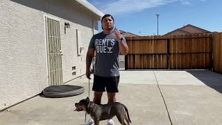 American Bully Basic Training [upl. by Etnuahs]