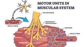 3D animation of muscles contraction  Mechanism of muscles contraction [upl. by Silin]