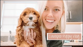 Bringing Home My Cavapoo Puppy  Meet Alfred [upl. by Cheyney667]