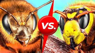 Abejas vs avispones gigantes ¿Quién ganará [upl. by Dreeda]