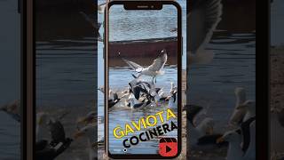 Las Gaviotas Cocineras no tienen límites  Larus Dominicanus [upl. by Sinaj297]