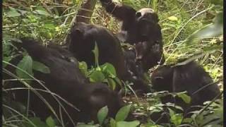 Chimpanzee  Oscars Chimp Diaries Part 3  HD [upl. by Manley]