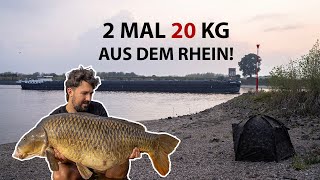 Karpfenangeln am Rhein 1⚓️  2x 20 KG aus dem großen Strom 🎣 [upl. by Ainsworth522]