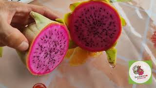 PITAHAYA AX hibrida la ASUNTA perdida 😱pitahaya dragonfruit pitayas frutas exotic agro [upl. by Ilac]