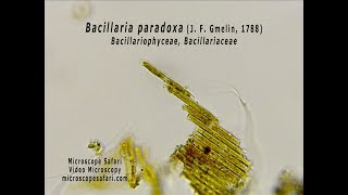 Bacillaria paradoxa diatom [upl. by Letram228]