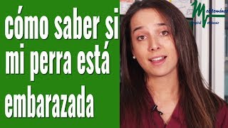 CÓMO SABER SI MI PERRA ESTÁ EMBARAZADA [upl. by Sass389]