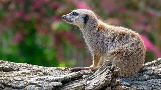 Episode 22 Meerkat Mania  Documentary of Meerkat [upl. by Demaggio]