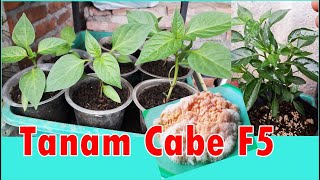 Tips Agar Cabe Keriting Subur Lagi Tanam Daun Sop Tanam Cabe F5 Buat Arang Sekam [upl. by Iel958]