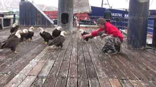 amazing eagles in dutch harbor [upl. by Akisej]